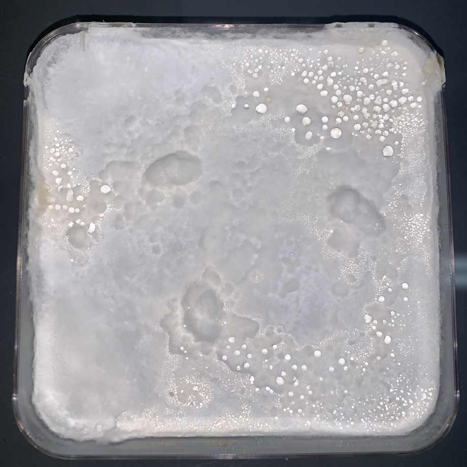 GENRAE SQUARE 6 Genevieve Rae, Masters of Design (Textiles)